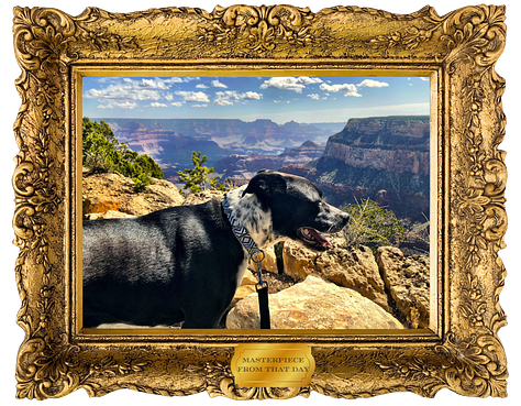 A handsome dog in some bad photos of the grand canyon