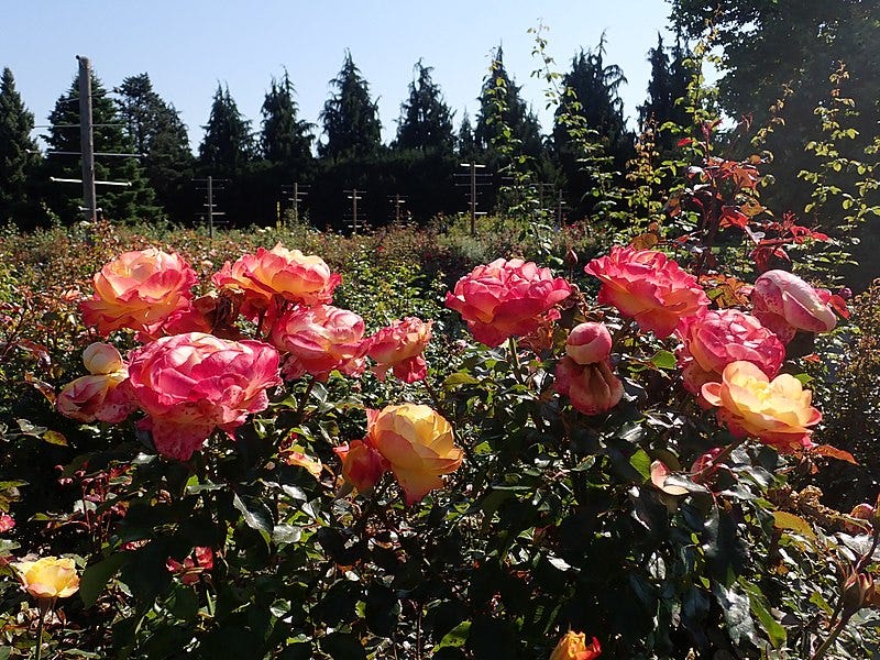 File:Rosa Flaming Star 2021-09-09 2163.jpg