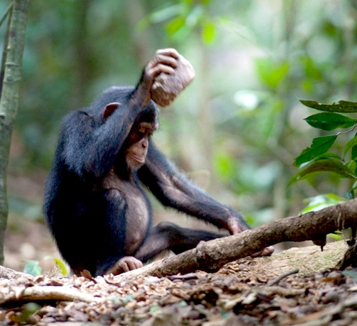 Chimpanzees' Table Manners Vary by Group - The New York Times Chimpanzees' Table Manners Vary by Group - The New York Times