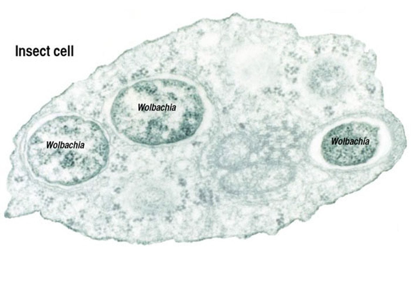 Bacteria aid in fight against Zika | Microbiology Bacteria aid in fight against Zika | Microbiology