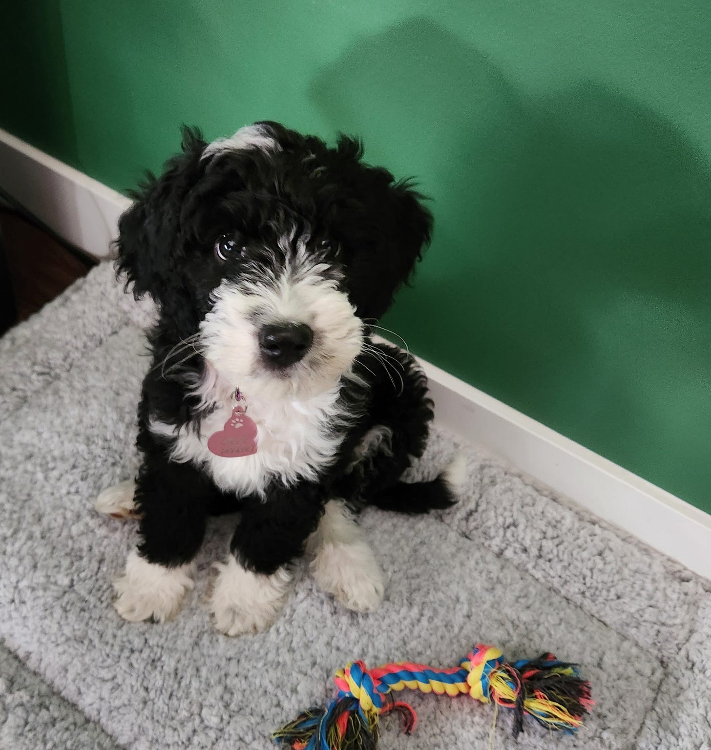 puppy photo puppy photo