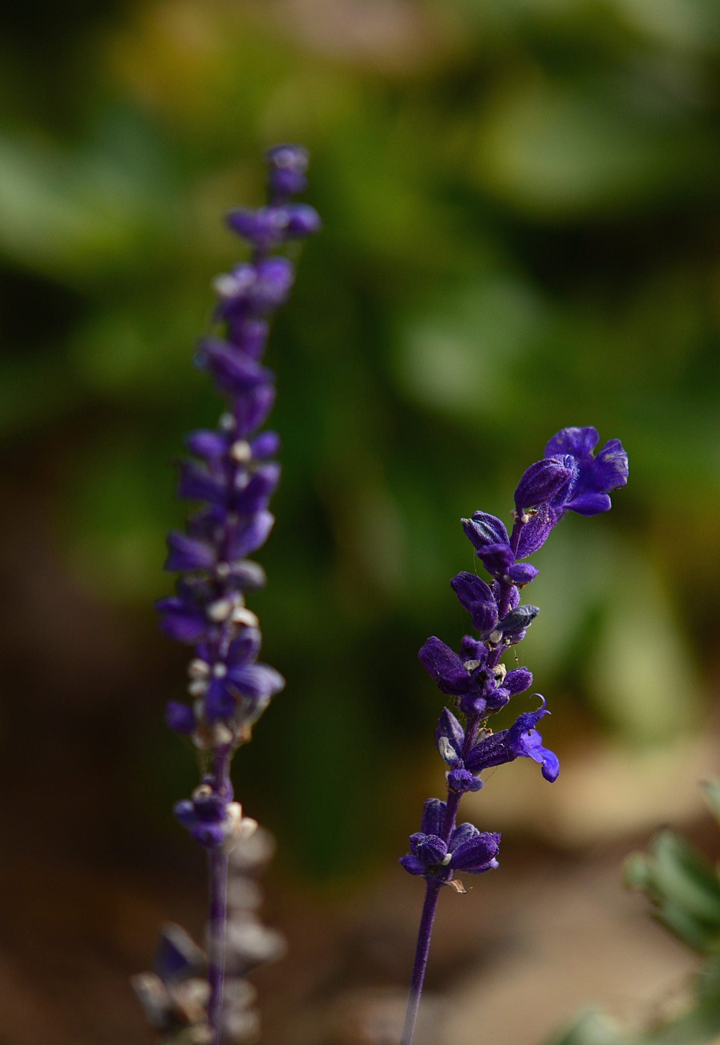 Salvia farinacea