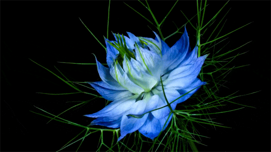 octomoosey : SLOW MOTION BLOOMS GIF PACK 'flower/bloom' gifs...