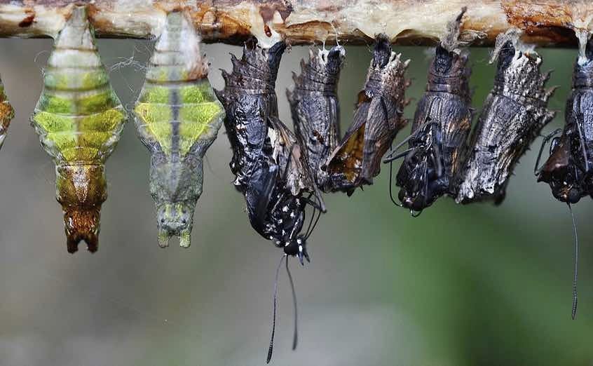 Why Our Economy Should Be Like A Butterfly Why Our Economy Should Be Like A Butterfly