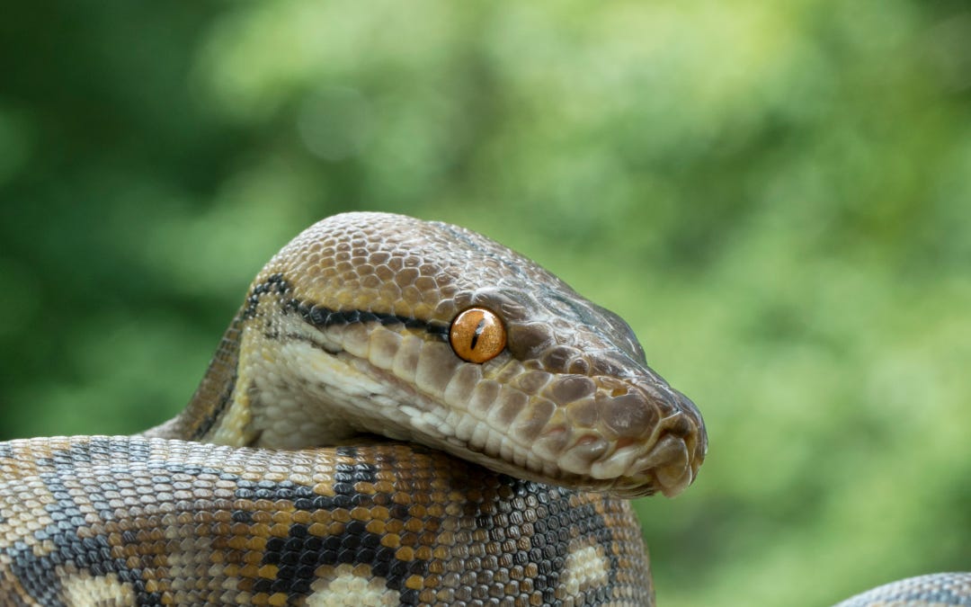 From Python Blood to Profit