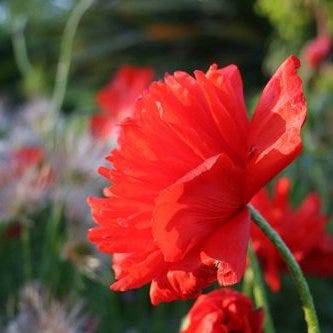 Artwork for "Everything under the sun"