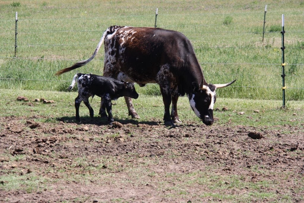 Pineywoods cow and calf Pineywoods cow and calf