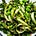 Fava Mandies's avatar
