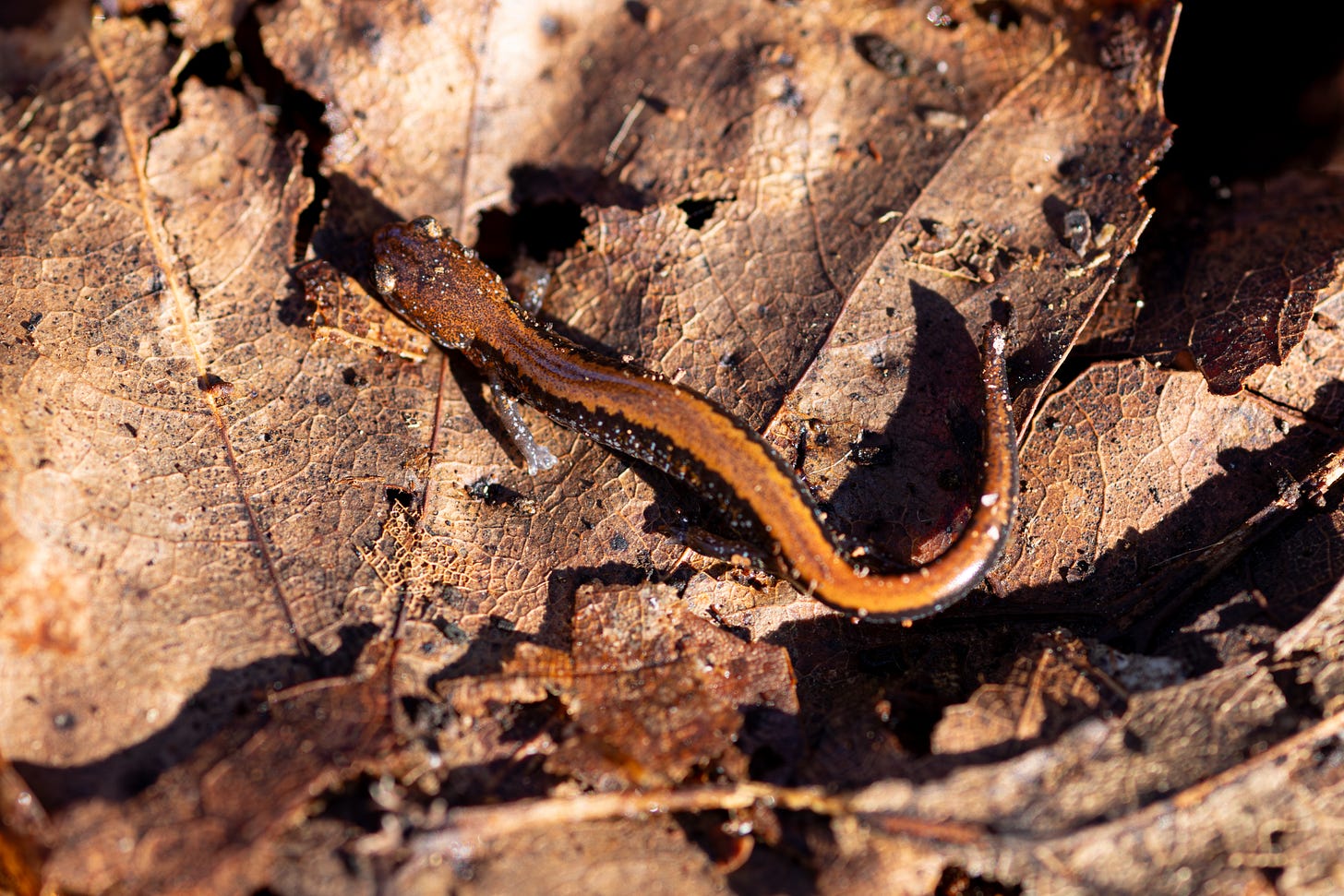an eastern red-backed salamander on a sunny leaf