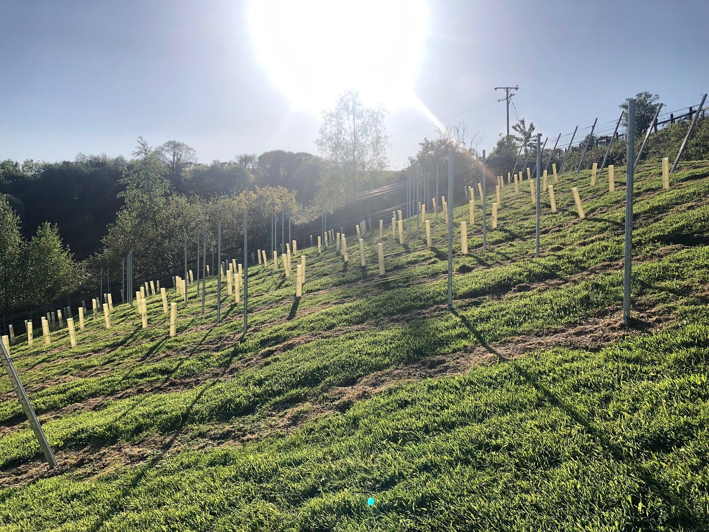 This images shows the sun shining over a row of vines on a slope