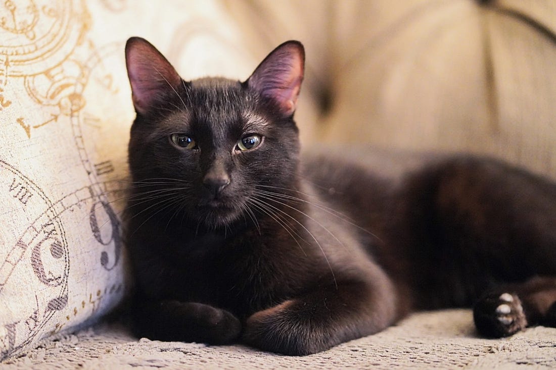A photograph of a black cat loafing on a couch. The cat is facing forward and looking at the camera.