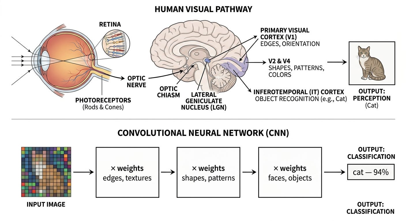 Diagram comparing the human visual pathway to a convolutional neural network. Top: light enters the eye, passes through the retina and optic nerve to the visual cortex, moving from edge detection to shapes and patterns to object recognition, outputting "cat." Bottom: an input image passes through weighted layers moving from edges and textures to shapes and patterns to faces and objects, outputting a classification of "cat, 94%."