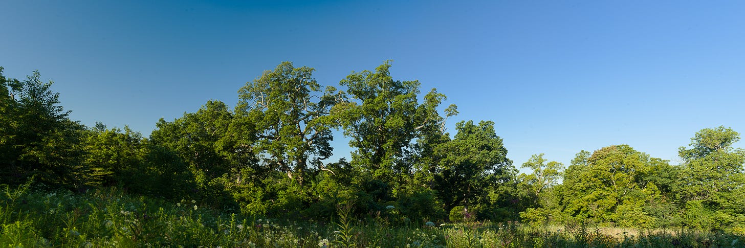 A panoramic view of a woodland pasture in the Bluegrass of Kentucky. Copyright Tom Kimmerer