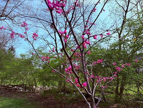 Various spring flowers from white to pink blossoming.