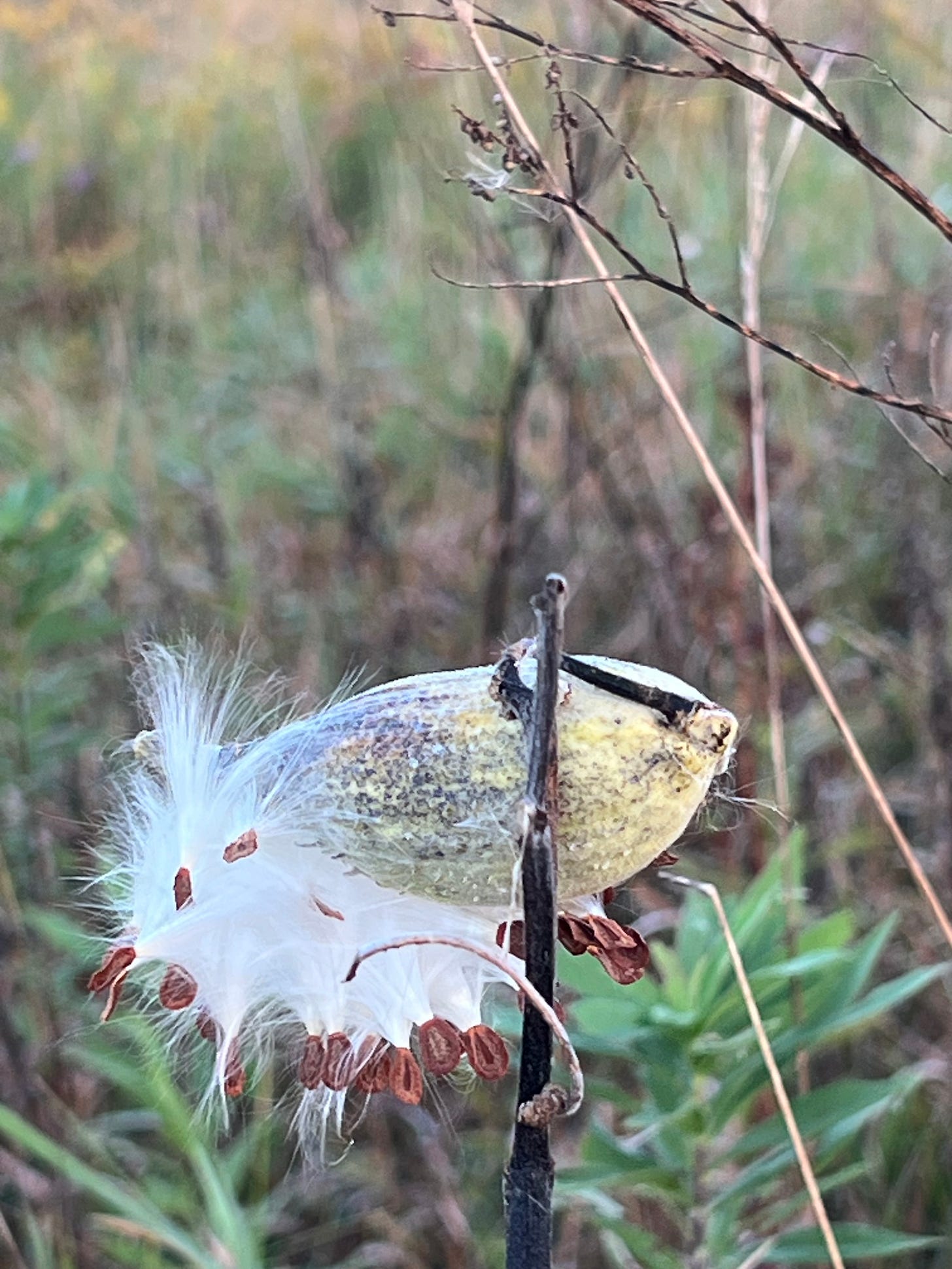 An artfully composed image of a milkweed pod with some of the silk extending outward