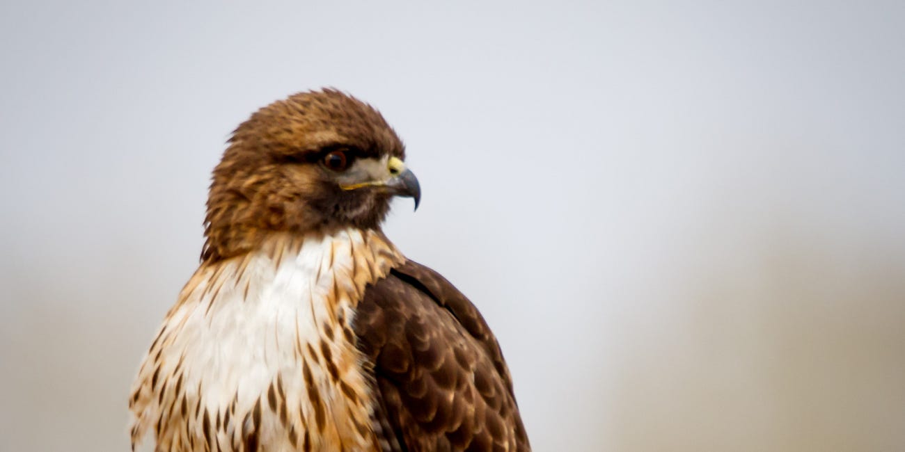 Bird Photography at the San Pedro River