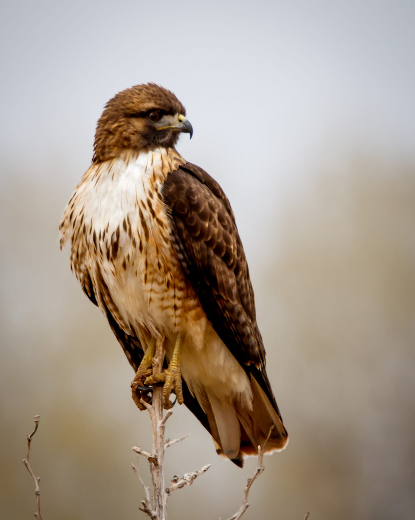 red-tailed hawk