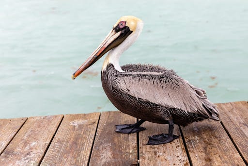 Spring Break to the Keys and Dry Tortugas National Park 1 | Matthew Paulson  Photography