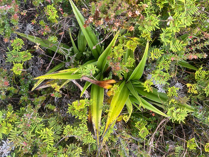 waterfalls, lakes and alpine vegetation