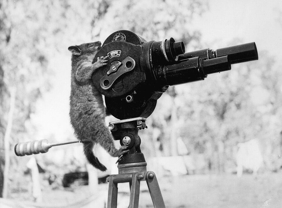 File:A possum and a movie camera 1943.jpg