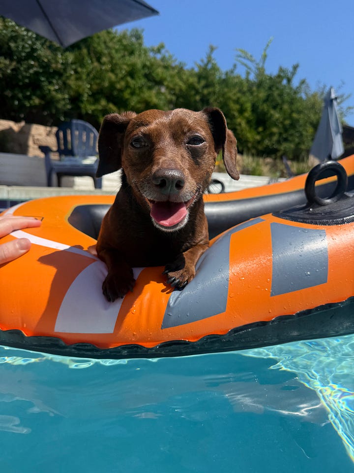passionfruit funfetti cake and chiweenie in the pool