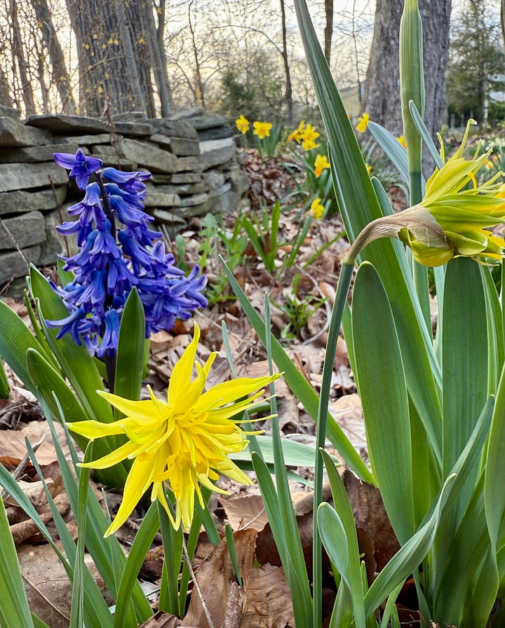 A few daffs in the Daffodil Dell this momth: Lent lily, Narcissus 'WP Milner', 'Jet Fire' and 'Rip Van Winkle'