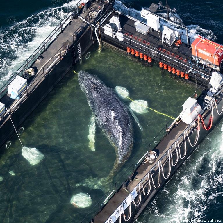 Germany news: Dead humpback whale off Denmark is 'Timmy'