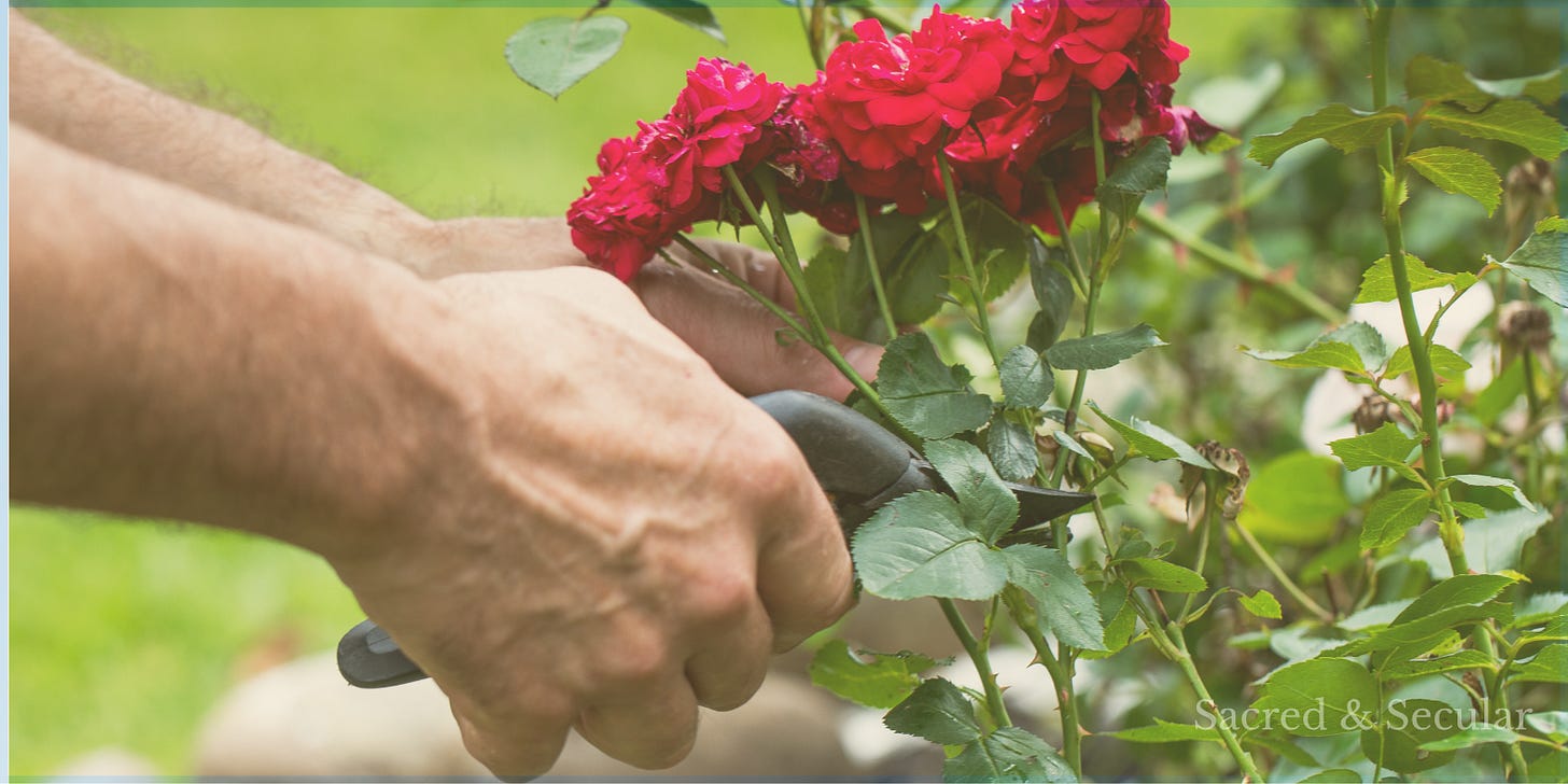 A close-up photograph of a person pruning a rose bush with garden secateurs, cutting back stems beneath bright red blooms in a sunlit garden. A close-up photograph of a person pruning a rose bush with garden secateurs, cutting back stems beneath bright red blooms in a sunlit garden.