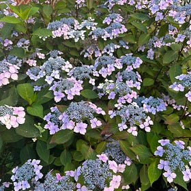 How many clients are signed from slush