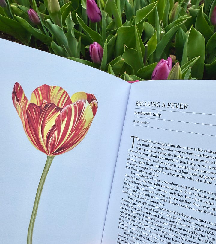 Illustrations for Tulipa and Forsythia in 'A Short History of Flowers' by Advolly Richmond