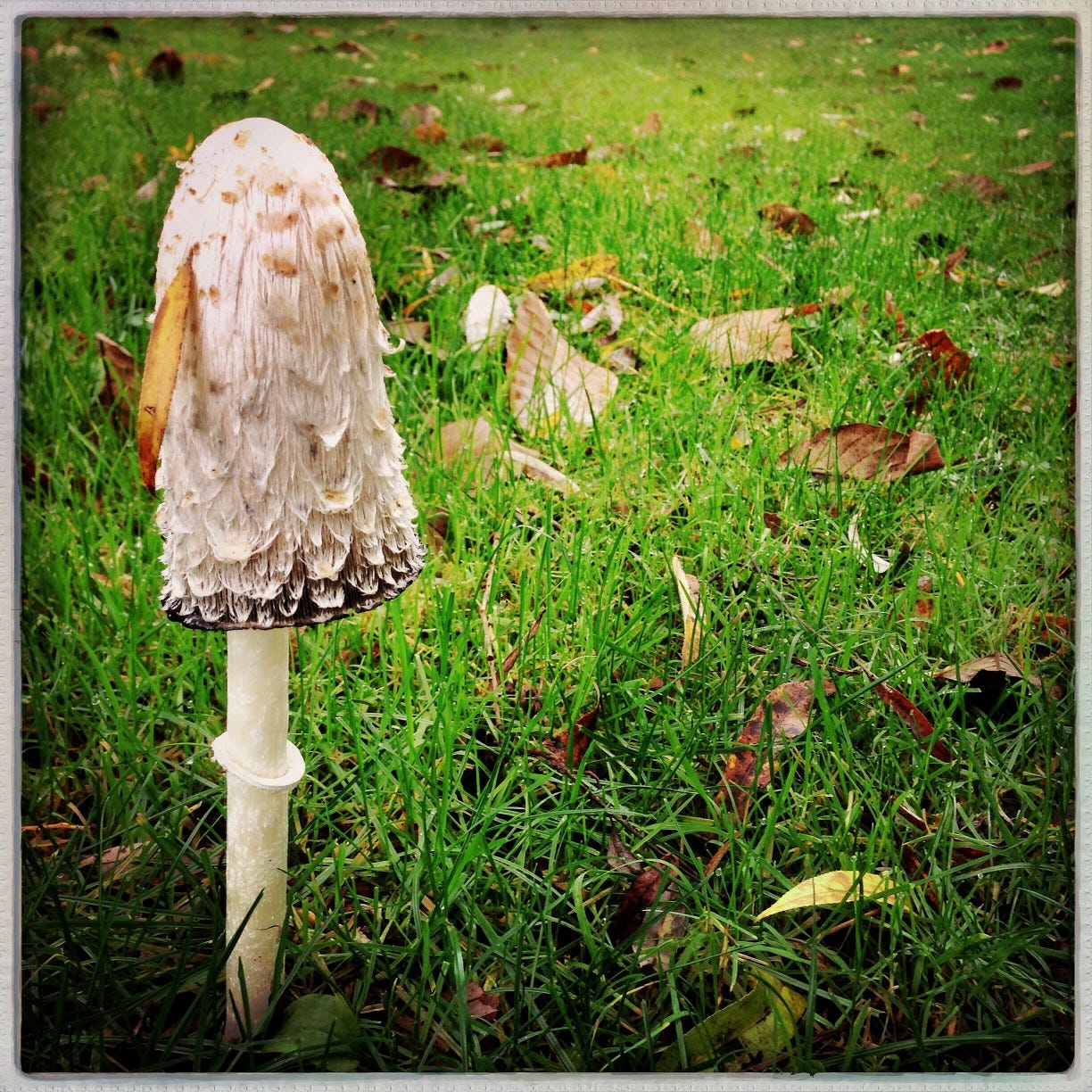 A small white mushroom photographed agains lush green grass damp with morning rain.