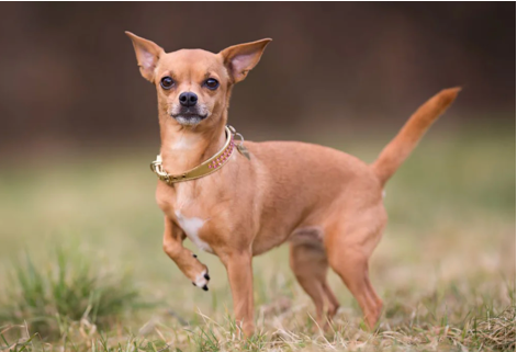 Article content Article content