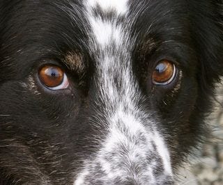 CU Collie eyes CU Collie eyes