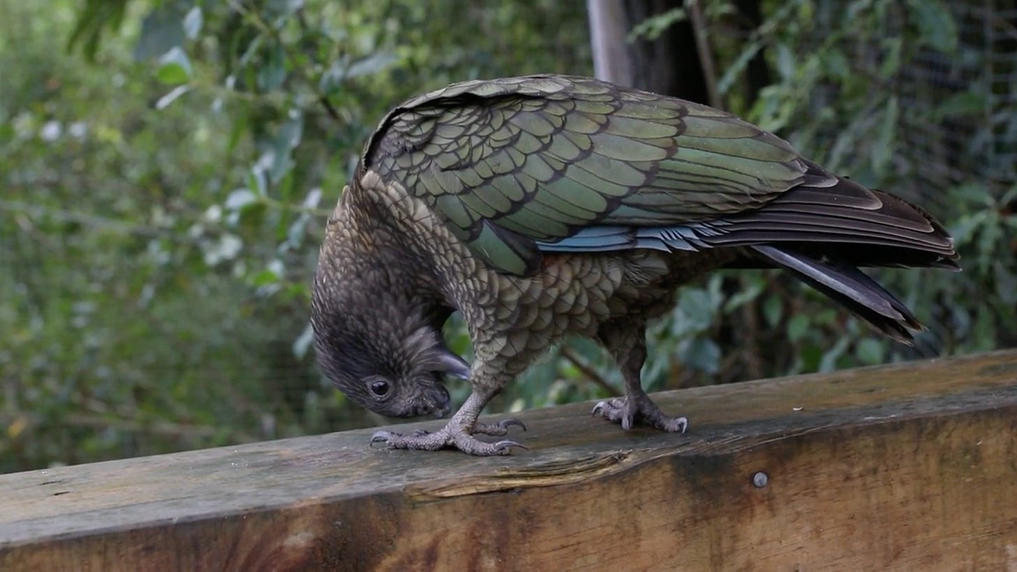 Party Details, Fat Bears, and a Midwestern Man of Mystery Party Details, Fat Bears, and a Midwestern Man of Mystery