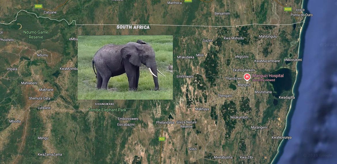Map of North Eastern South Africa (KwaZulu), on the border with Mozambique. A hospital (Manguzi) is starred. To the west, a picture of a large African elephant is overlaid.