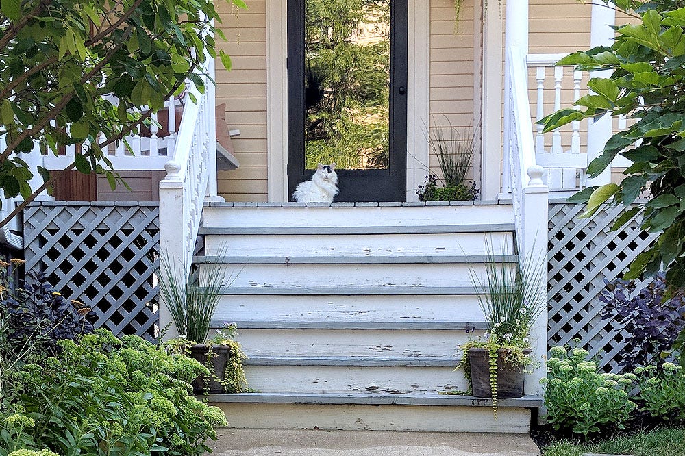 A beautiful white cat sits on white stairs