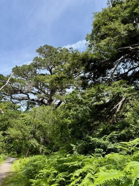 Top photos: A rare grove of yew trees Bottom: Older trees are found in protected public spaces. A shaded trail next to our lodging had a few older native trees but an invasive rhodendron species is rapidly replacing the native plants.