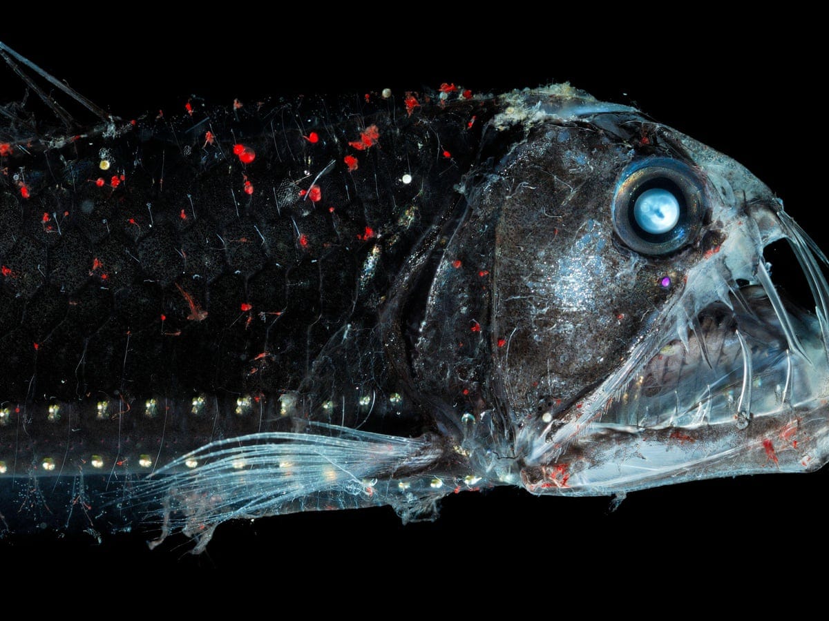 Discovered in the deep: the viperfish with fangs too big for its mouth |  Oceans | The Guardian