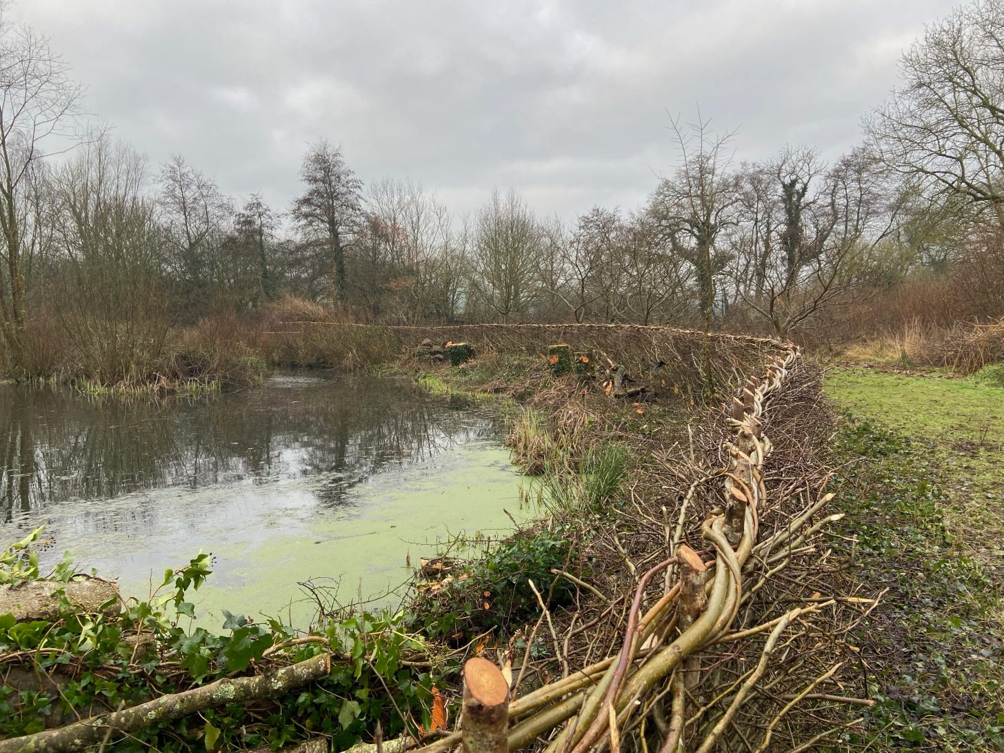 A large pond edged with reeds and hazel hedge