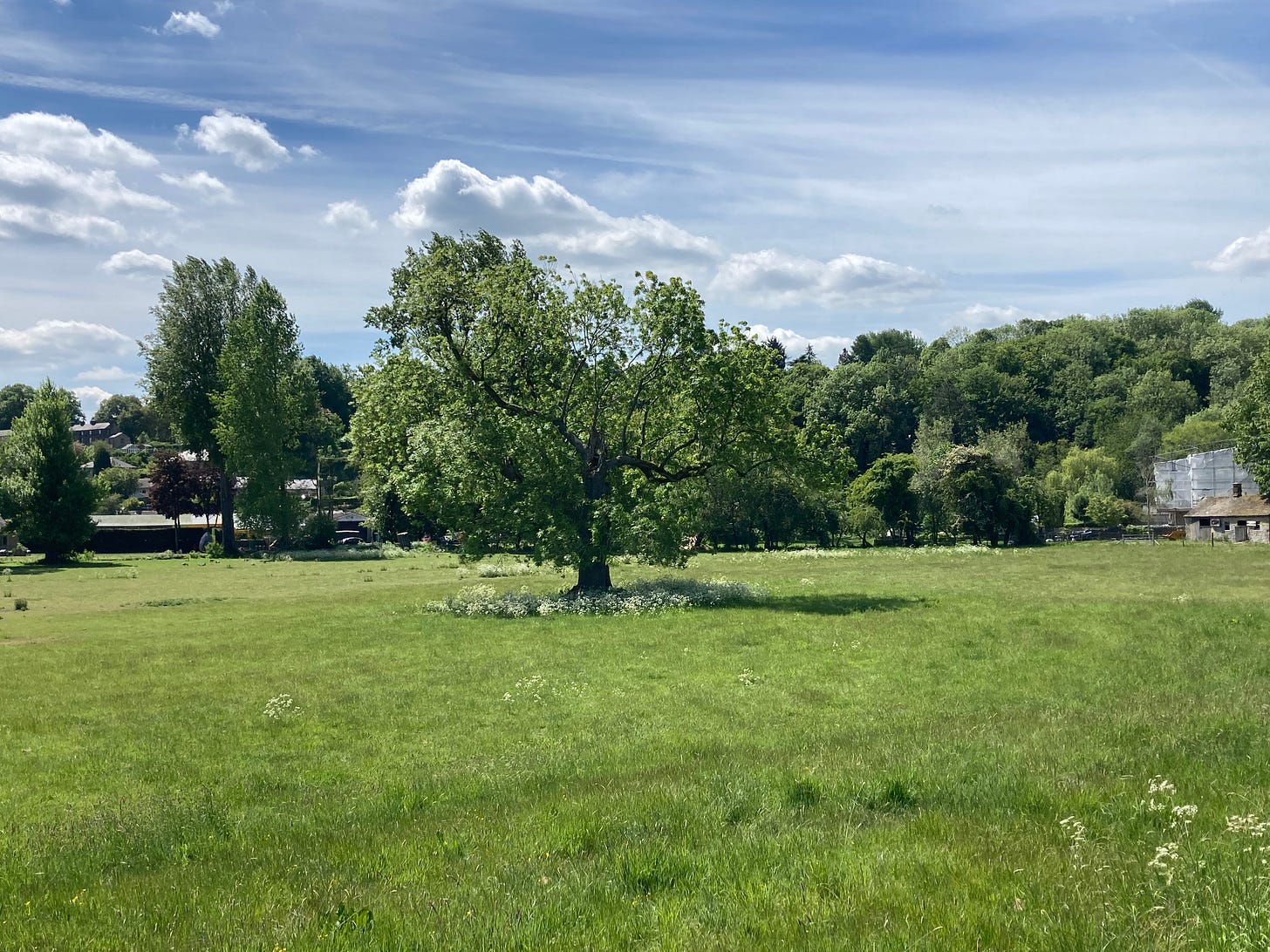 A tree stands in the centre of a green field. The sky is blue with some slight clouds. 