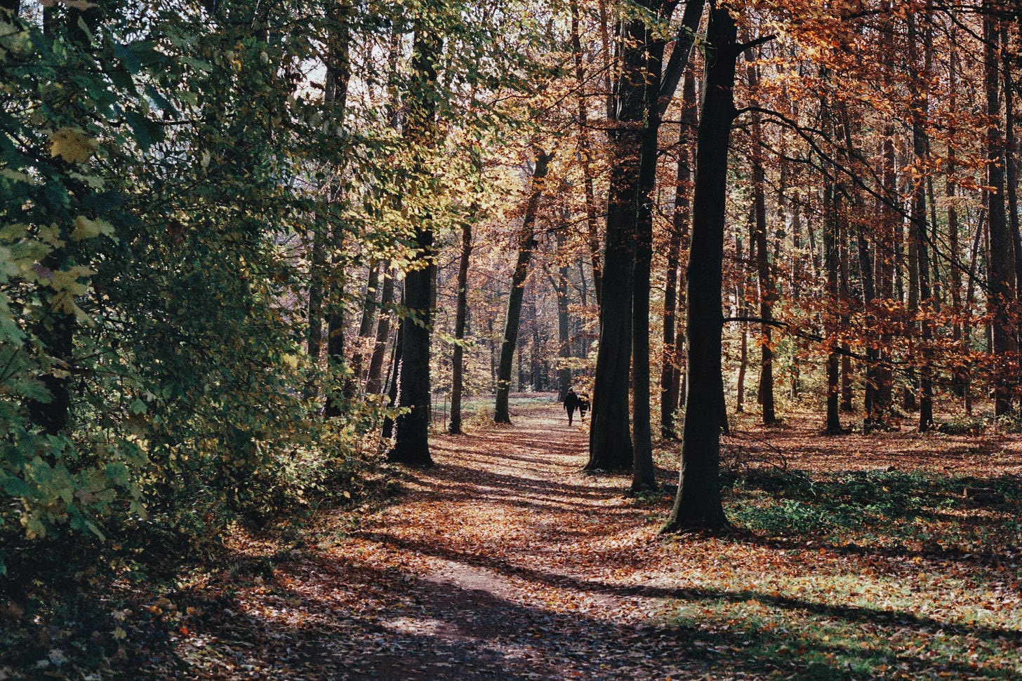 Sunlit forest path, autumn leaves glowing orange.
