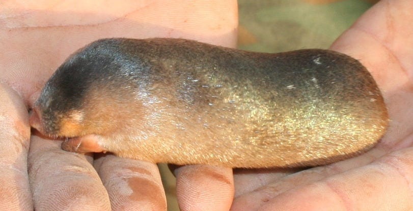 A mole lies stretched across a human hand, small enough that it only takes up a small portion. The fur is a greyish color on top fading to a blondish color on the belly. Along it's sleek looking side there is a faint but clear green iridescent patch of fur catching the light. Shiny!