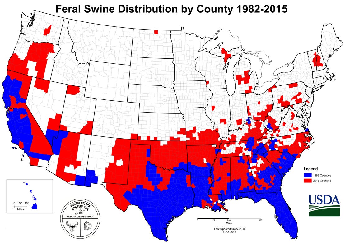 Feral Hogs Are Spreading, But You Can Help Stop Them - NDA