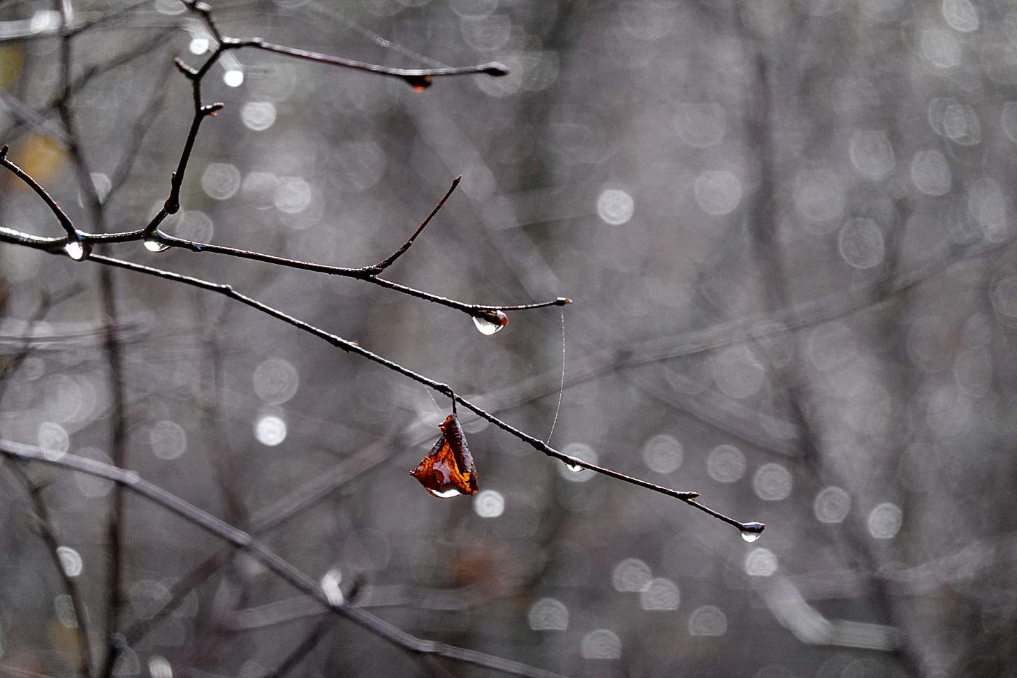 A single curled brown leaf hangs on a birch tree (Betula pendula). Water drops decorate the leaf and branches.