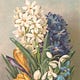 hyacinth diary