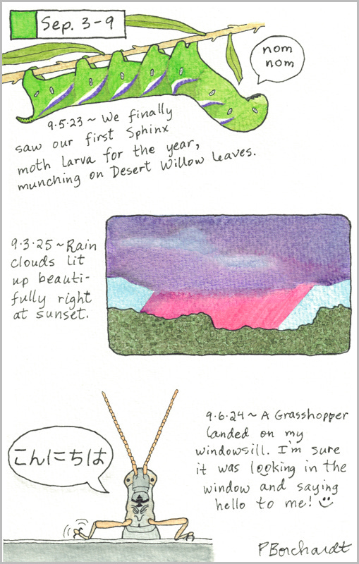 Perpetual Journal, week of Sep. 3-9: Pink Rain Clouds (2025); Grasshopper (2024); Sphinx Moth Larva (2023)