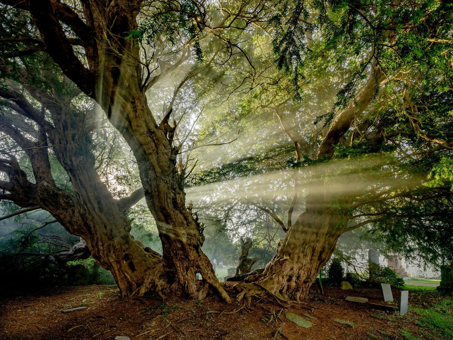 Charles Sainsbury-Plaice, Ancient Tree Llangernyw Yew Wales, 2022 | The Tree  Art Gallery