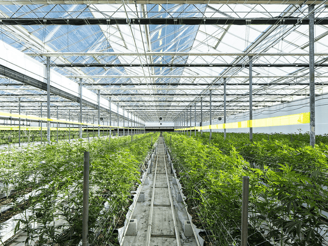 Why Innovative Industrial Properties, Hillenbrand, and Canopy Growth Slumped Today | The Motley Fool