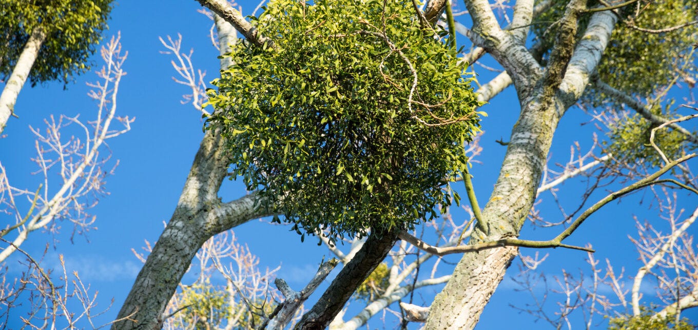How to Harvest and Sell Mistletoe – Mother Earth News