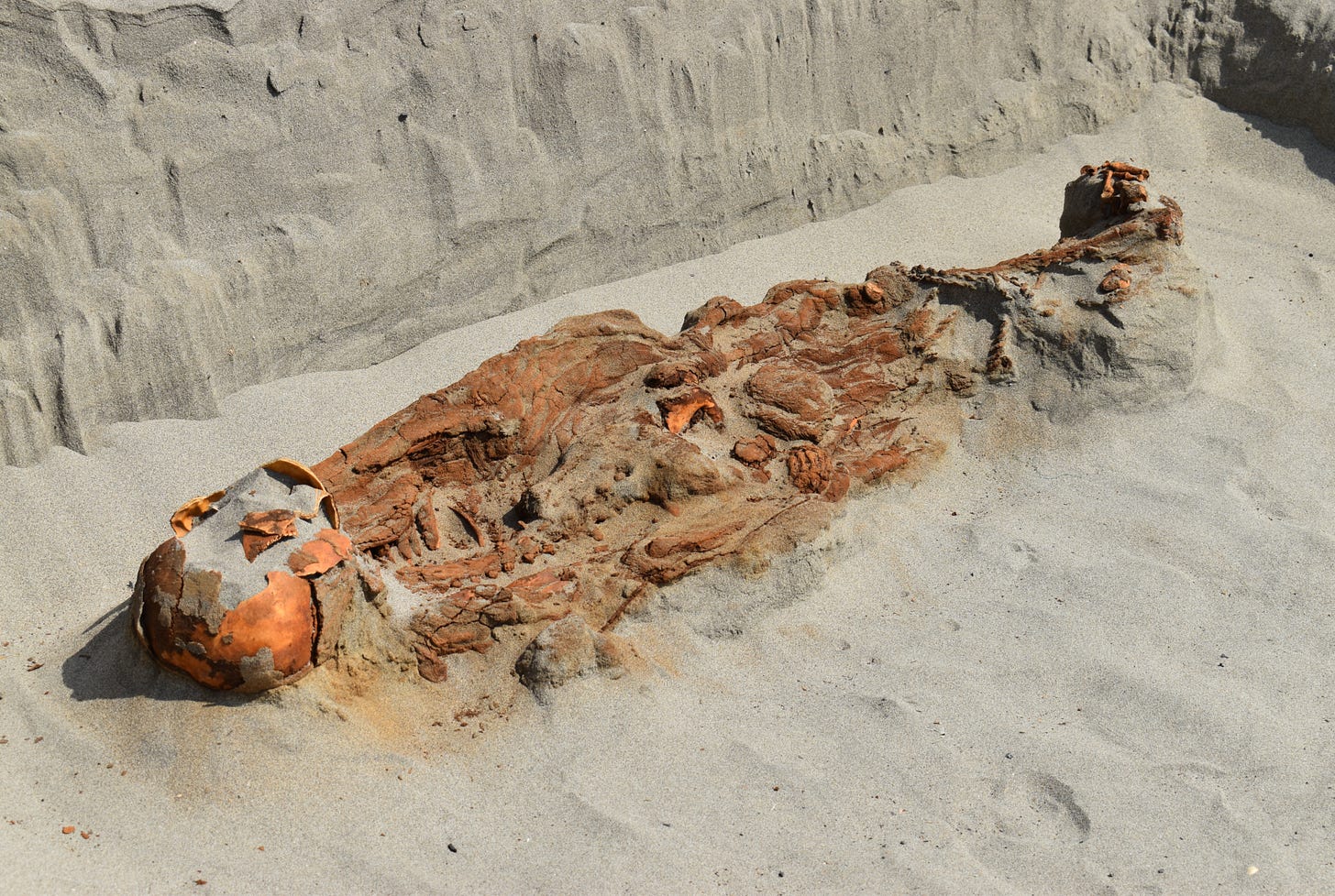 a human skeleton partially excavated from light colored sandy soil